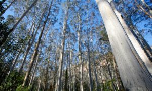 Blue-Gum-Forest