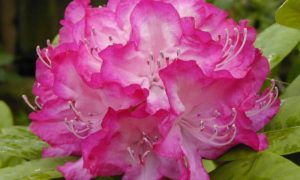 rhododendron-festival